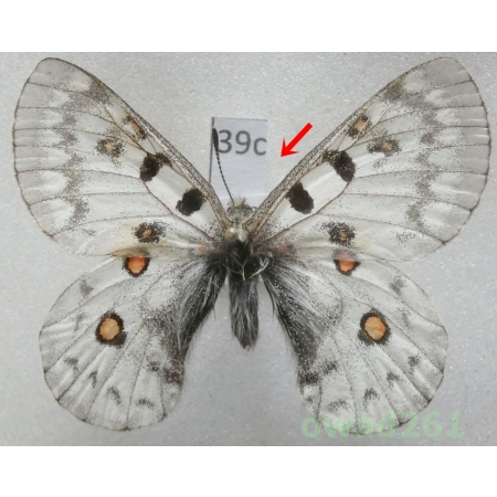 Parnassius jacquemontii Boisduval, 1836 Tadjikistan39c